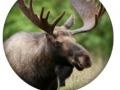 Jeu Animal Quiz 