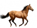 Jeu Create Your Own Horse