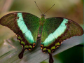 Jeu 100 Pics Quiz Online