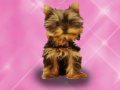 Jeu Wash Pets Princess Kids    