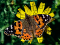 Jeu Jigsaw Puzzle: Spring