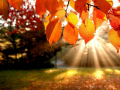 Jeu Jigsaw Puzzle: Autumn