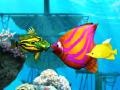 Jeu Big Fish Eat Small Fish