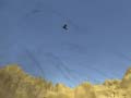 Jeu Toucan Shooter