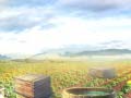 Jeu Farm Treasure