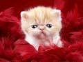 Jeu Funny Kitty