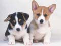 Jeu Cute Puppies Puzzle