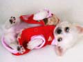 Jeu Lovely Puppy Slide