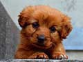 Jeu Puppy Puzzle
