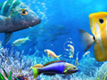 Jeu Let's Fish