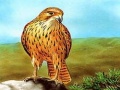 Jeu Birds of Prey Slide
