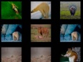 Jeu Animal Memory