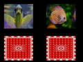 Jeu fish memory