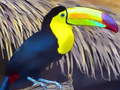 Jeu Toucan Bird Jigsaw