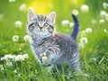 Jeu Kittens Jigsaw