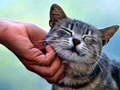 Jeu Tickling Cat