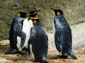 Jeu King Penguin Jigsaw