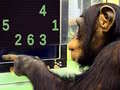 Jeu Memory Chimp