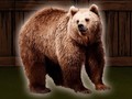 Jeu Save The Grizzly Bear