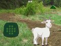 Jeu Goat Find The Child
