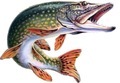 Jeux de peche